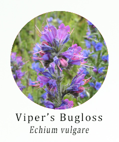 Echium vulgare (Vipers Bugloss)