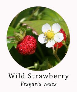 Wild Strawberry (Fragaria vesca)