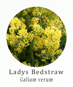 Ladys Bedstraw (Galium verum)