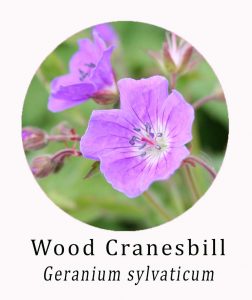 Geranium sylvaticum (Wood Cranesbill)