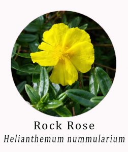 Rock Rose (Helianthemum nummularium)