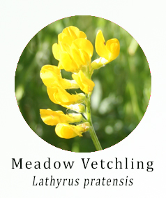 Meadow Vetchling (Lathyrus pratensis)