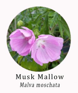 Malva moschata (Musk Mallow)