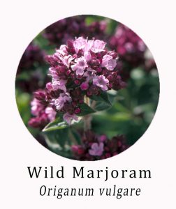 Orginanum vulgare (Wild Marjoram)