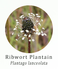 Plantago lanceolata (Ribwort Plantain)