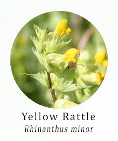 Yellow Rattle (Rhinanthus minor)