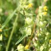 Yellow Rattle (Rhinanthus minor) - Image 5