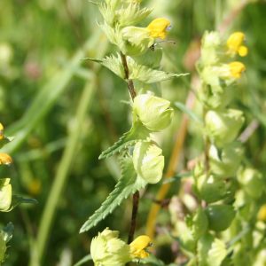 Yellow Rattle leaves and flowers