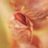 Yellow Rattle (Rhinanthus minor) - Image 6