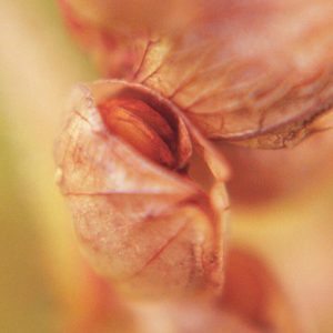 Yellow Rattle seeds in seedhead