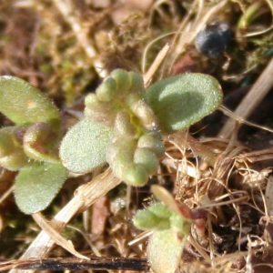 Yellow Rattle seedlings in very early spring