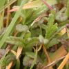 Yellow Rattle (Rhinanthus minor) - Image 4