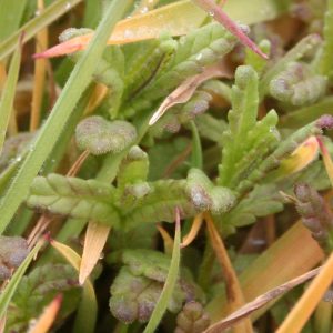 Yellow Rattle seedlings in early spring