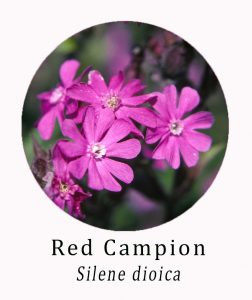 Silene dioica (Red Campion)