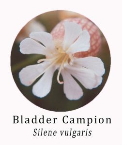 Bladder Campion (Silene vulgaris)