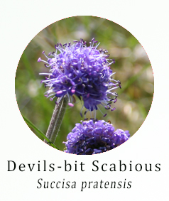 Devils Bit Scabious (Succisa pratensis)
