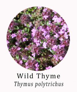 Wild Thyme (Thymus polytrichus)