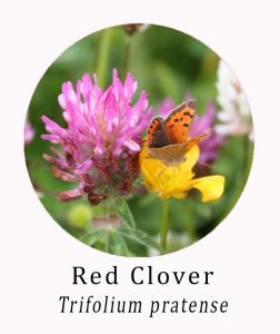 Trifolium pratense (Red Clover)