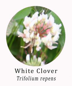 White Clover (Trifolium repens)