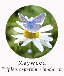 Tripleurospermum inodorum (Mayweed)