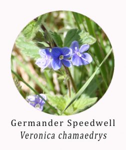 Common Speedwell (Veronica officinalis)