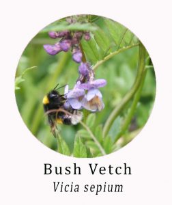 Vicia sepium (Bush Vetch)