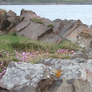 Coastal Meadow Mix
