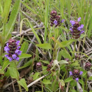 Flowering Lawn Mix