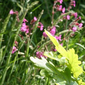 Hedgerow Meadow Mix
