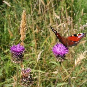 MG5 Meadow Mix