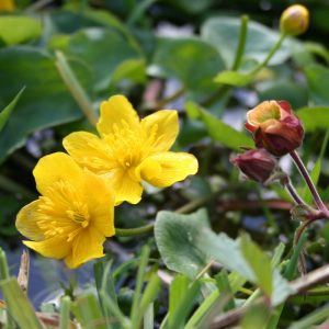 Pond Edge Mix