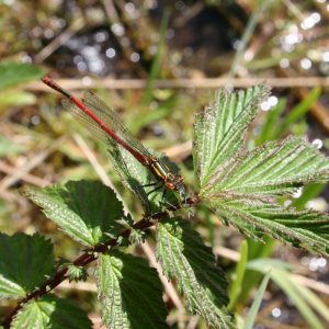 Wet Meadow Mix