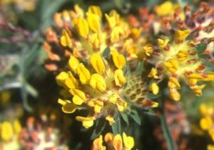 Kidney Vetch (Anthyllis vulneraria) flower