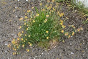 Kidney Vetch (Anthyllis vulneraria) plant