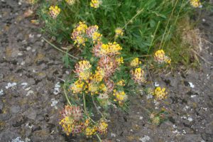 Kidney Vetch (Anthyllis vulneraria) plant