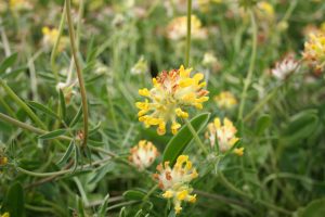 Kidney Vetch (Anthyllis vulneraria) leaves