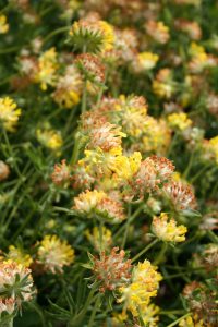 Kidney Vetch (Anthyllis vulneraria) flowers