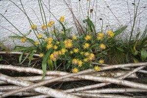 Kidney Vetch (Anthyllis vulneraria) plant