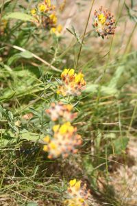 Kidney Vetch (Anthyllis vulneraria) plant