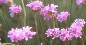 Thrift (Armeria maritima) flowers