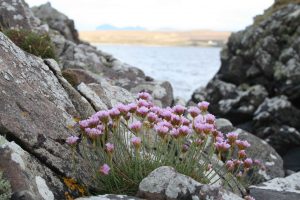 Thrift (Armeria maritima) on Tanera mor