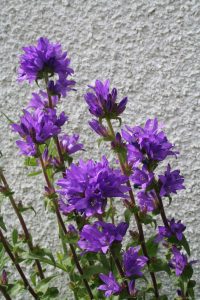 Clustered Bellflower (Campanula glomerata) flowers