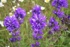 Clustered Bellflower (Campanula glomerata) flowers