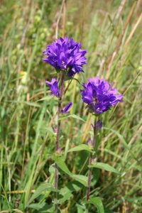 Clustered Bellflower (Campanula glomerata) flowers