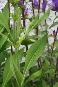 Clustered Bellflower (Campanula glomerata) leaves