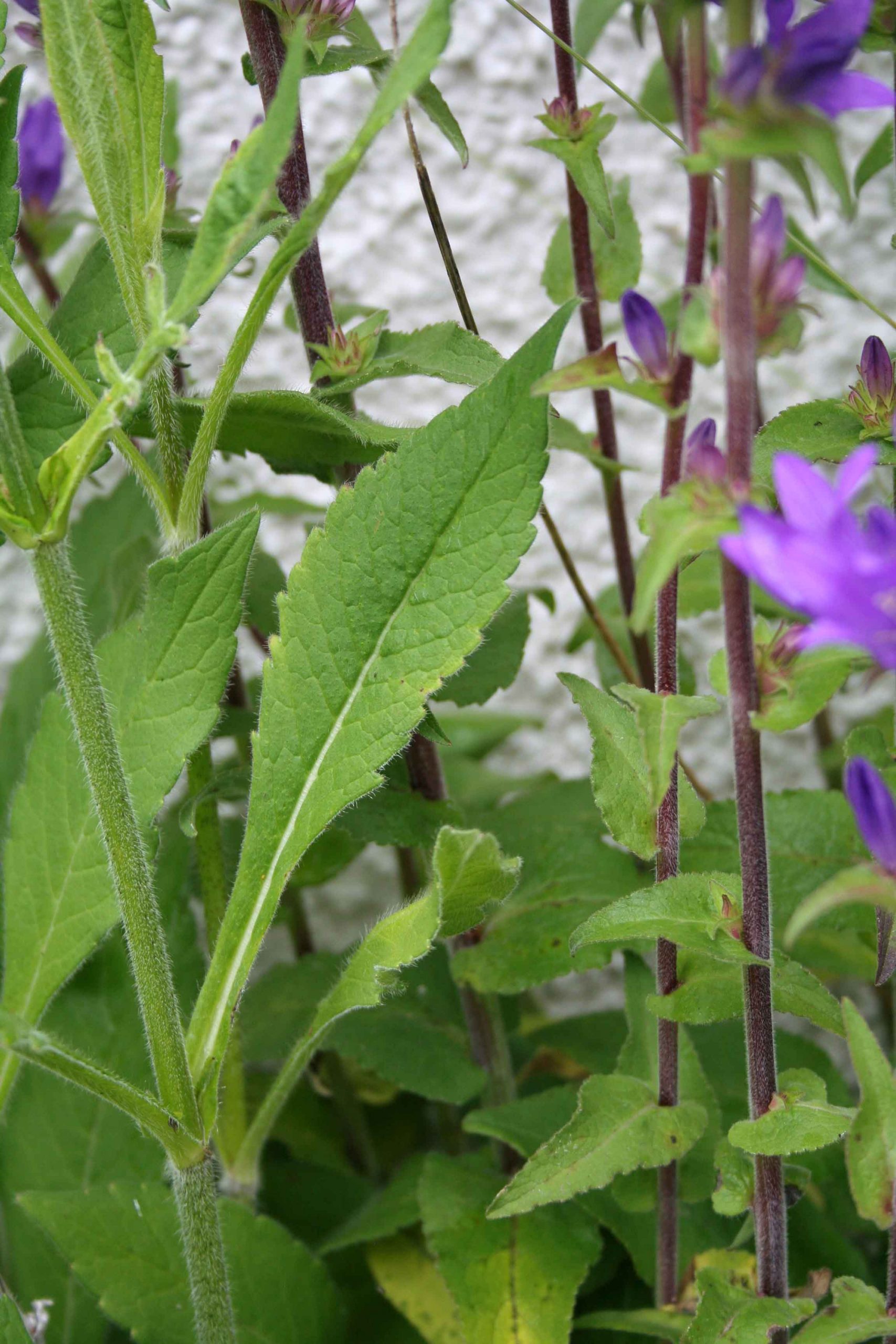 Clustered Bellflower seed packet Scotia Seeds