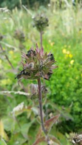 Clustered Bellflower (Campanula glomerata) seedhead