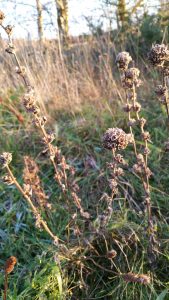 Clustered Bellflower (Campanula glomerata) seedheads