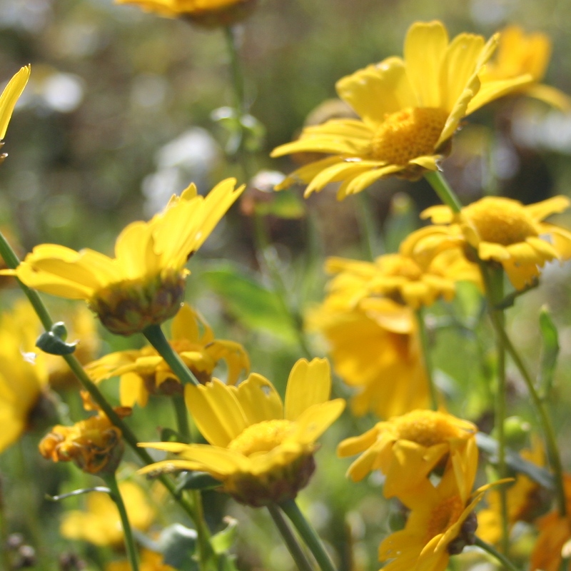 Corn Marigold Seed Packet Scotia Seeds