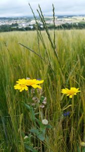 Corn Marigold Cornflower in cornfield